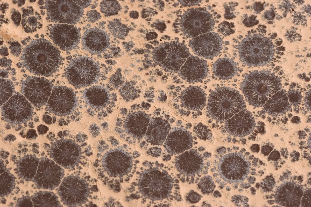 Chocolate Bloom vs. Molded Chocolate : How to Tell the Difference and When to Discard